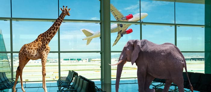 Перевозка животных Перевозка животных