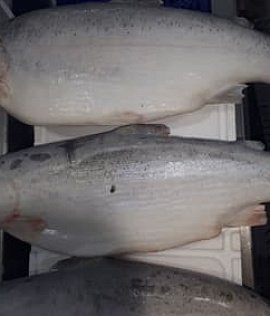 Отправка замороженной рыбы на экспорт в Юго-Восточную Азию